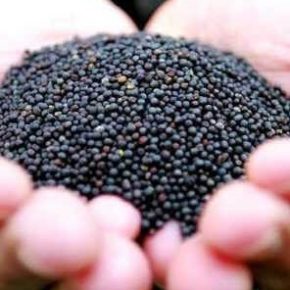 В Украине обновились цены на рапс: что сейчас на рынке