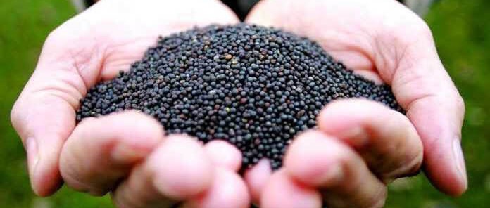 Цены на рапс в Украине обновлены: что сейчас на рынке