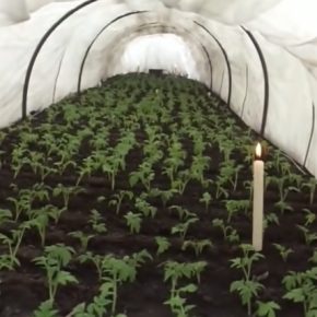 Доходы вместо разочарования: агроном назвал самые перспективные культуры 2026 года