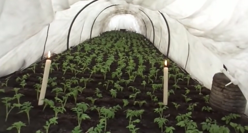 Доходы вместо разочарования: агроном назвал самые перспективные культуры 2026