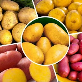 Эксперты бьют тревогу: агроном назвал худшие сорта картофеля для украинских почв