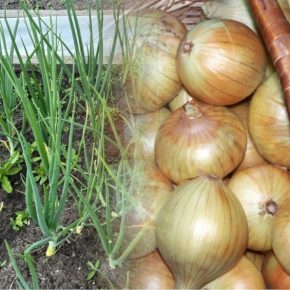 Огородник раскрыл секрет, как хранить лук долго и не портиться – простой метод