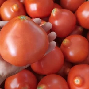 Огородники поделились названиями недорогих, но очень урожайных и вкусных сортов томатов