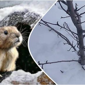 Садоводы рассказали, как надежно защитить сад от грызунов