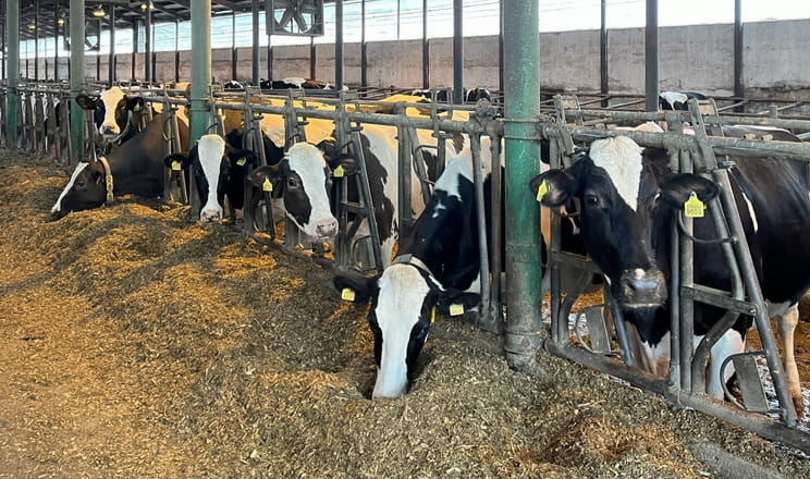 В Хмельниччини построят новую молочно-товарную ферму на 1300 коров