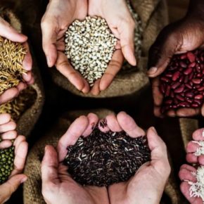 ООН раздает бесплатные семена овощей и картофеля: кто может получить помощь