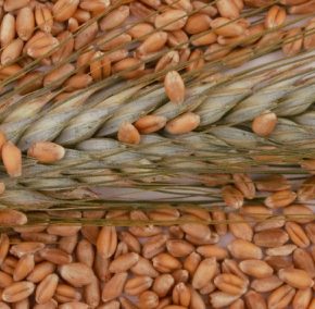 Объявлены обновленные цены на зерно в Украине