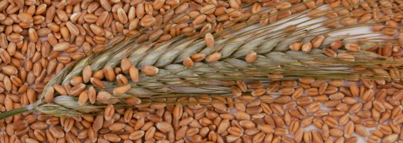 Объявлены обновленные цены на зерно в Украине