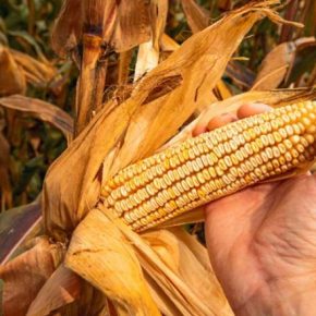 Первые признаки красной гнили кукурузы: что важно знать аграриям