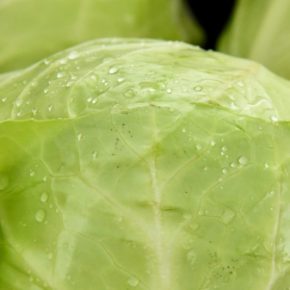 Популярный в Украине овощ внезапно подорожал: сколько теперь стоит килограмм?