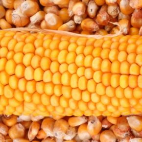 Поставки украинской кукурузы за границу превысили 6 млн тонн