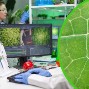 Растения живут: ученые впервые увидели, как «дышит» зелень и пьет воду