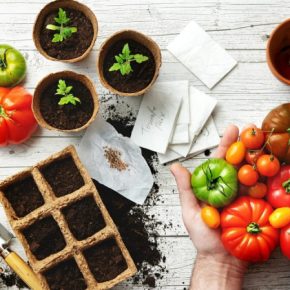 Огородник рассказывает, как вырастить крепкую рассаду томатов