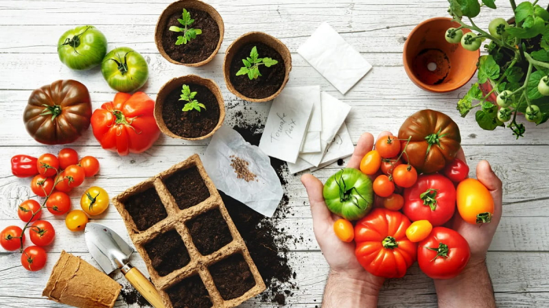 Садовник рассказывает, как вырастить крепкую рассаду томатов