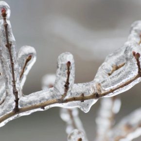 Садовод рассказал, убивают ли сильные морозы вредителей зимой: факты и мифы