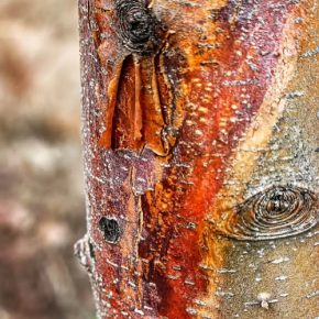 Садовник рассказал, Почему зимой трескается кора деревьев и что с этим делать?