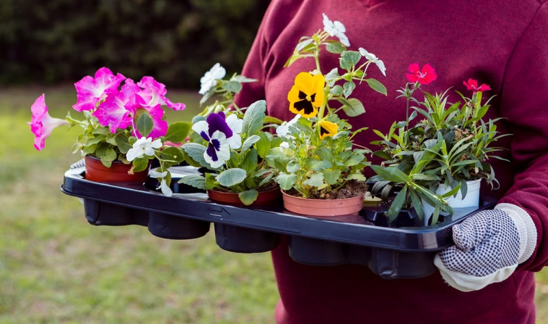 Садовник рассказал, какие растения нельзя сажать на даче &mdash; красиво, но опасно