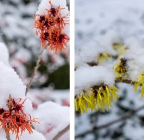 Садовник в восторге: эти кусты цветут даже под снегом - настоящее чудо сада.