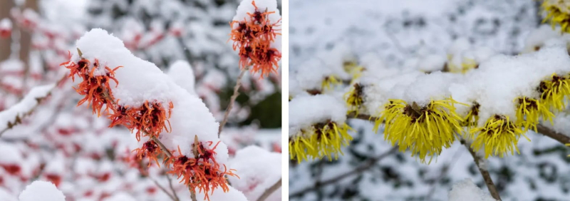 Садовник в восторге: эти кусты цветут даже под снегом – настоящее чудо сада