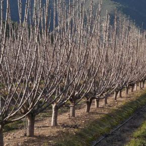 Садоводы называют «идеальный размер» побегов вишни: проверьте свой сад прямо сейчас