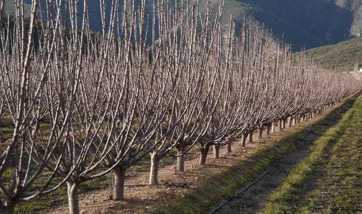 Садовники назвали