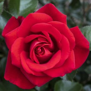 Садоводы предупреждают, что нужно сделать прямо сейчас, чтобы летом были пышные розы