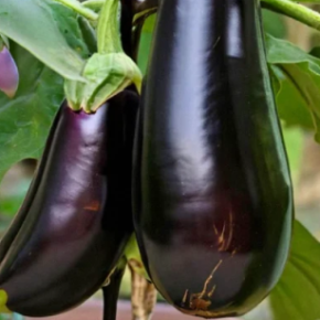 Секрет огородников: в эти дни февраля 2026 года баклажаны дают самую сильную всходы