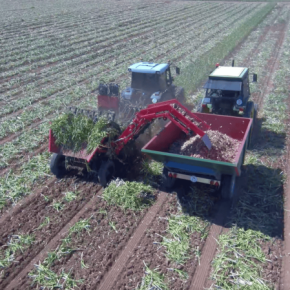 Сертификация и происхождение семенного чеснока как основа устойчивого урожая