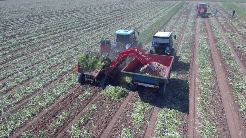 Сертификация и происхождение семенного чеснока как основа стабильного урожая