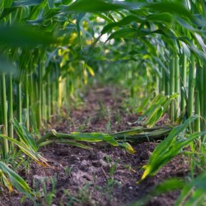 Тепличный эксперимент: фермер в Николаевской области совместил огурцы и кукурузу