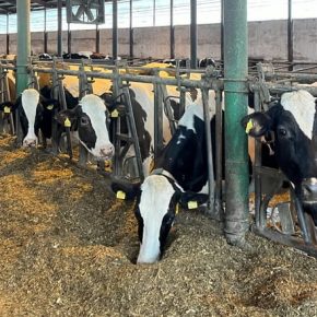 Топ-10 регионов Украины, где увеличилось поголовье коров в хозяйствах