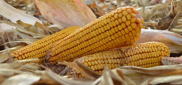 Украинская кукуруза теряет в цене &mdash; основные причины