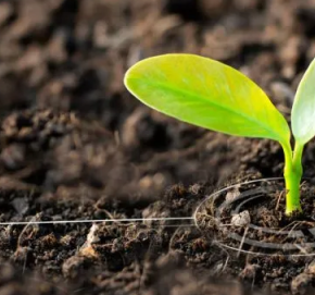 В чем замачивать семена перед посадкой: аптечное копеечное средство, которое ускорит прорастание