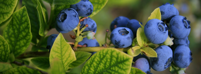 Производство черники в Китае достигло 957 000 тонн