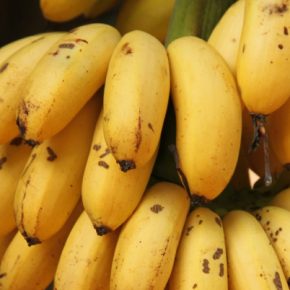 Вьетнамские ученые разрабатывают решение проблемы фузариозного увядания бананов