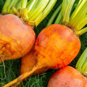 Желтый снаружи, сладкий внутри: Почему каждый садовод в 2026 году хочет вырастить «Болдор» Желтый снаружи, сладкий внутри: Почему каждый садовод в 2026 году хочет вырастить «Болдор»