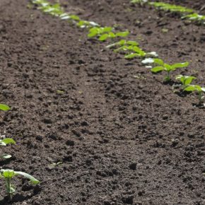 Базовая защита от гербицидов как необходимое условие урожайности