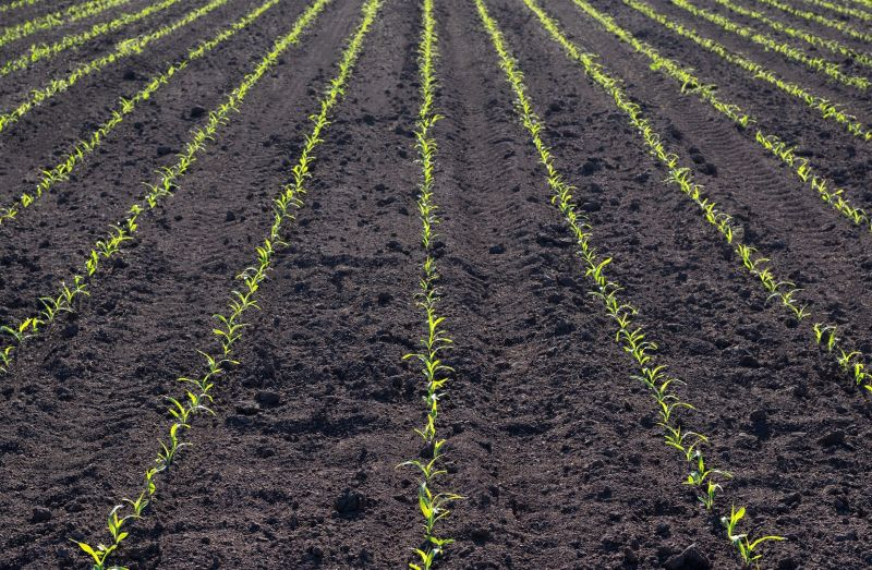 Базовая гербицидная защита кукурузы