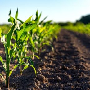 «Чистый» старт для яровых культур