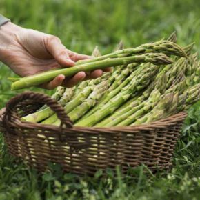 Эксперт назвал нишевые овощные, на которых можно неплохо заработать