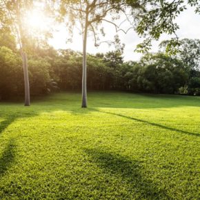 Как вырастить газон