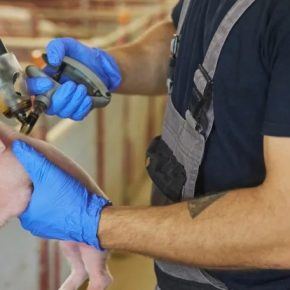 Какую цену платит украинское свиноводство за отказ от вакцинации свиней?