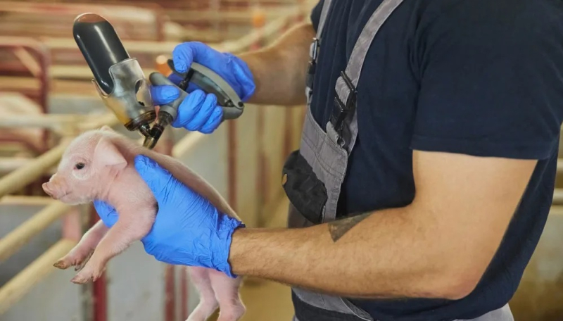 Какую цену платит украинское свиноводство за отказ от вакцинации свиней