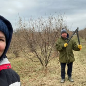 Супруги фермеров собирают до десяти килограммов фундука из одного дерева Супруги фермеров собирают до десяти килограммов фундука из одного дерева