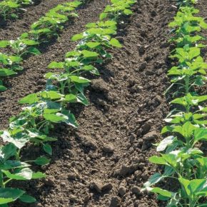 Составляющие эффективной почвенной защиты Составляющие эффективной почвенной защиты