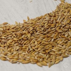 В Украине выросли цены на ячмень