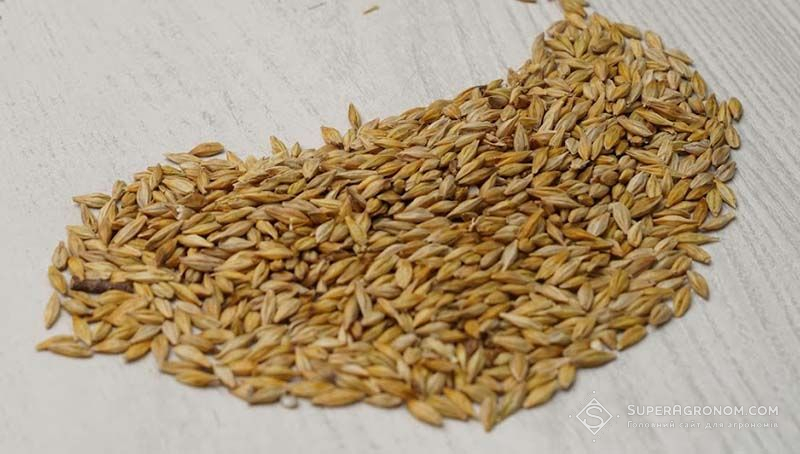 В Украине выросли цены на ячмень