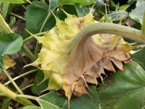 Акту распространение болезней и методы борьбы с ними