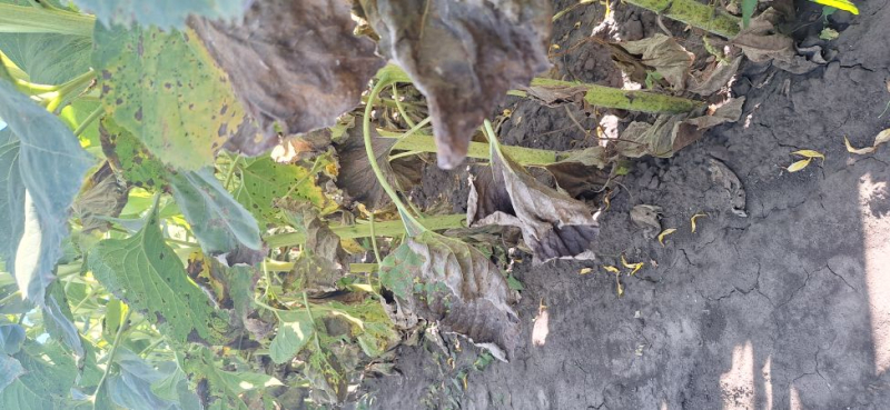 Акт распространение болезней и методы борьбы с ними