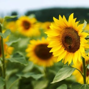 Актуальные вызовы в защите подсолнечника в 2025 году: анализ распространения болезней и методы борьбы с ними